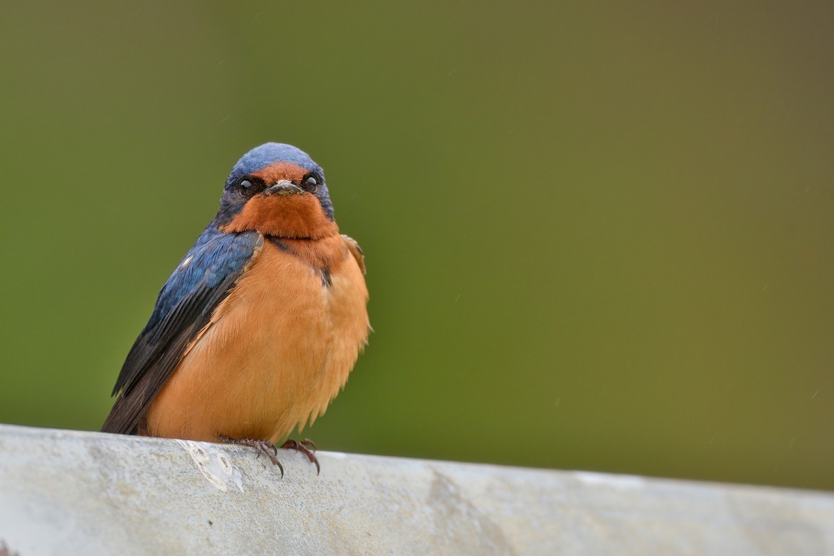 Golondrina Común - ML608484778