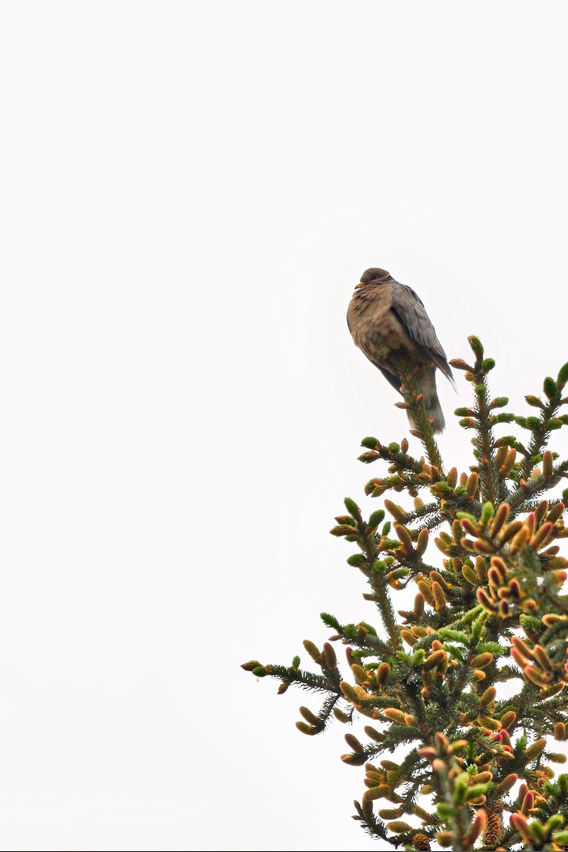 Band-tailed Pigeon - ML608484791