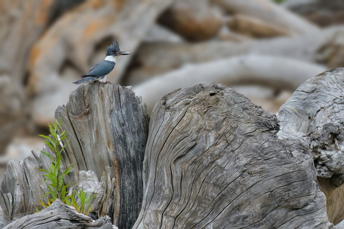 Belted Kingfisher - ML608484796
