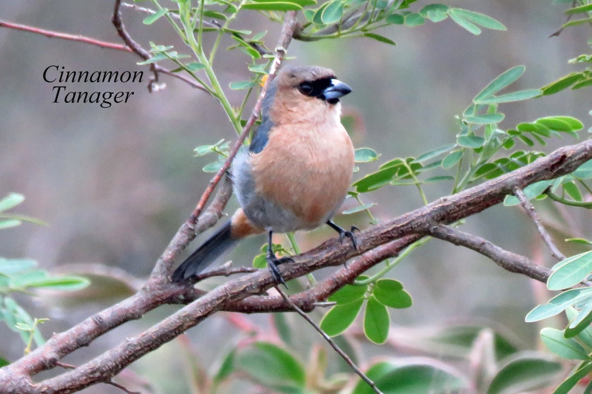 Cinnamon Tanager - ML608484810