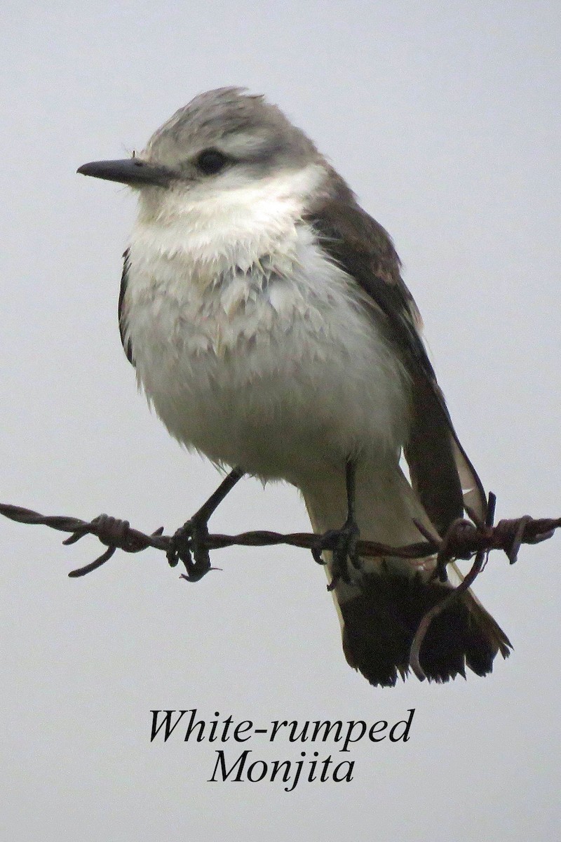 White-rumped Monjita - ML608484846