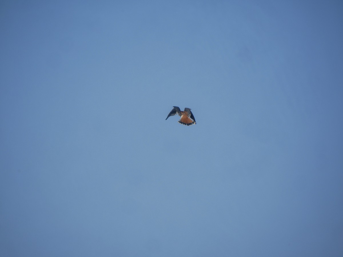 American Kestrel - J. Gvora