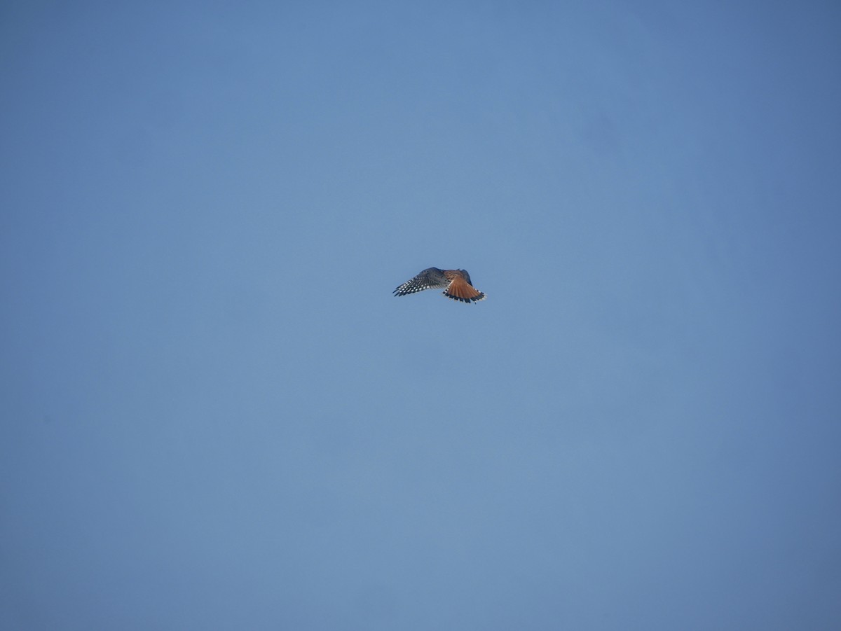 American Kestrel - J. Gvora