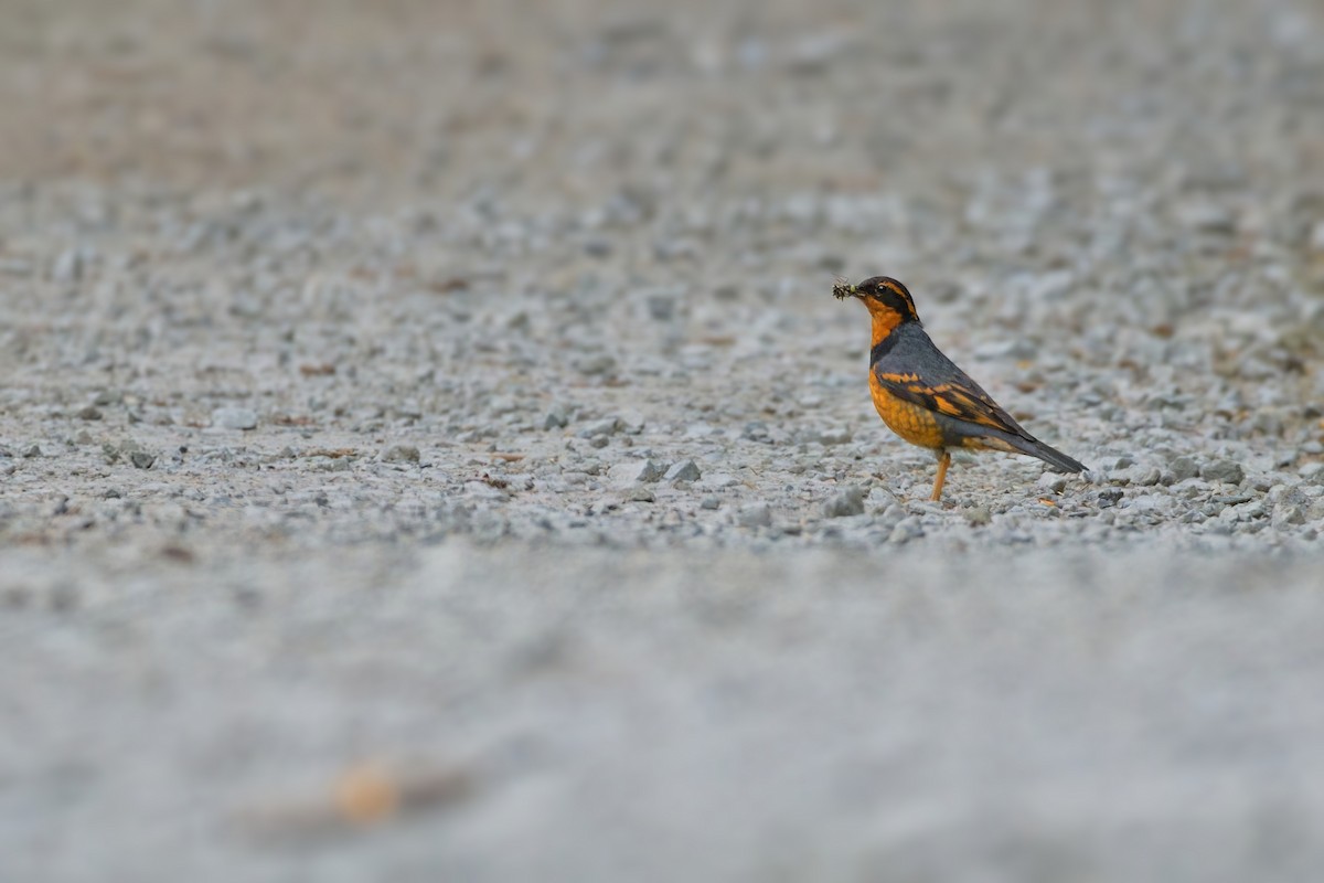 Varied Thrush - ML608484891