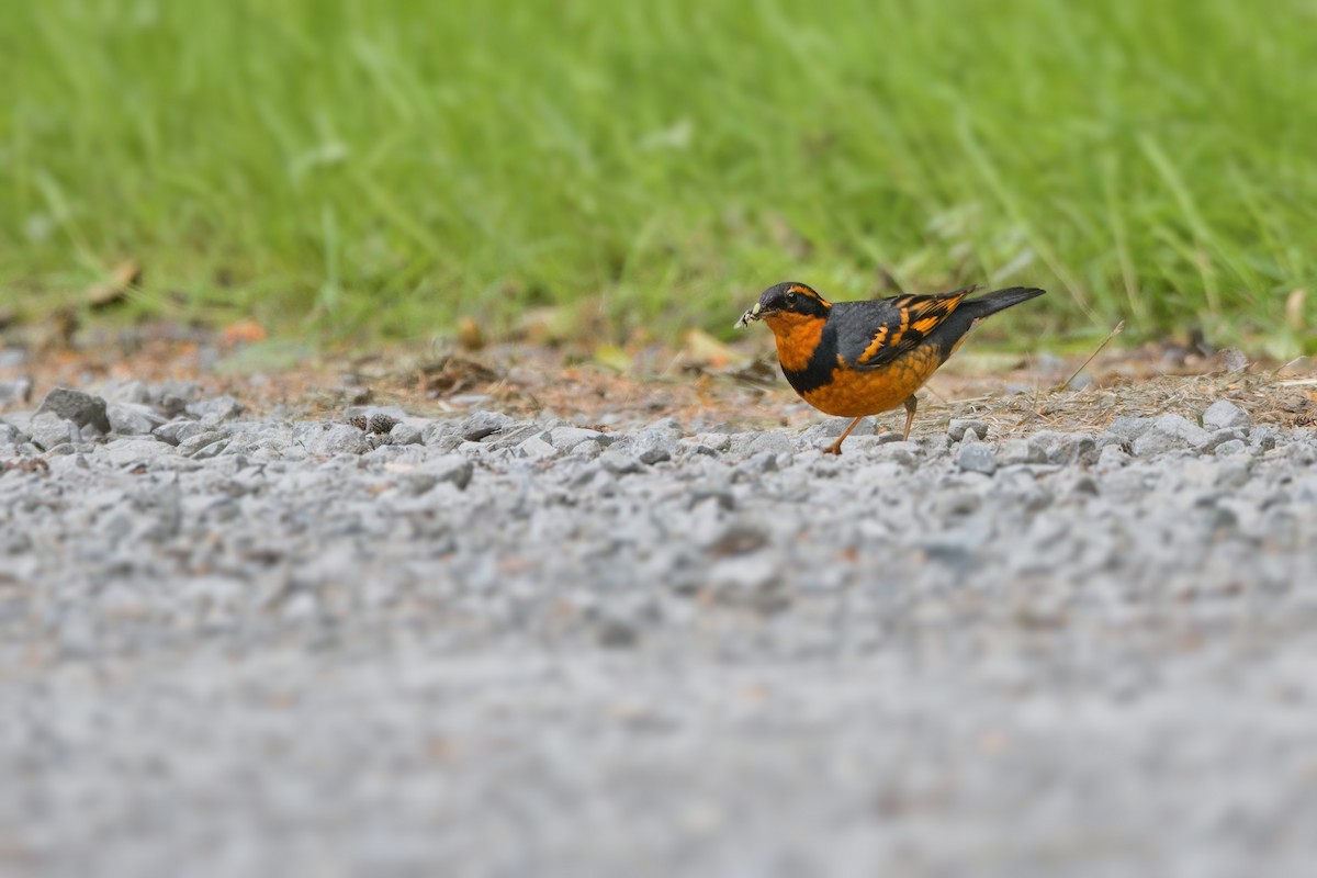 Varied Thrush - ML608484892