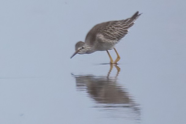 Lesser Yellowlegs - Mitch (Michel) Doucet