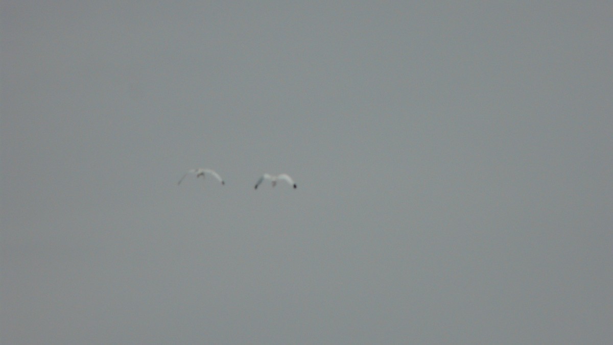 ibis bílý - ML608484933