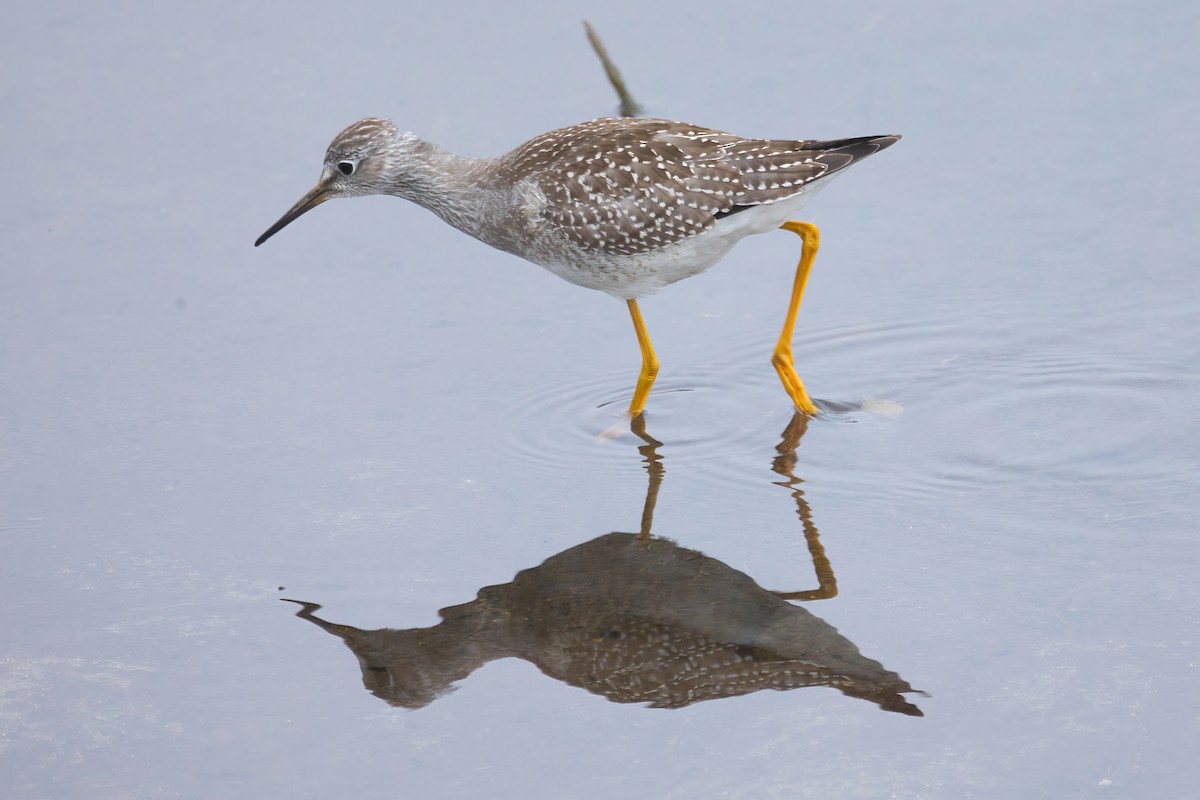 Lesser Yellowlegs - ML608484975