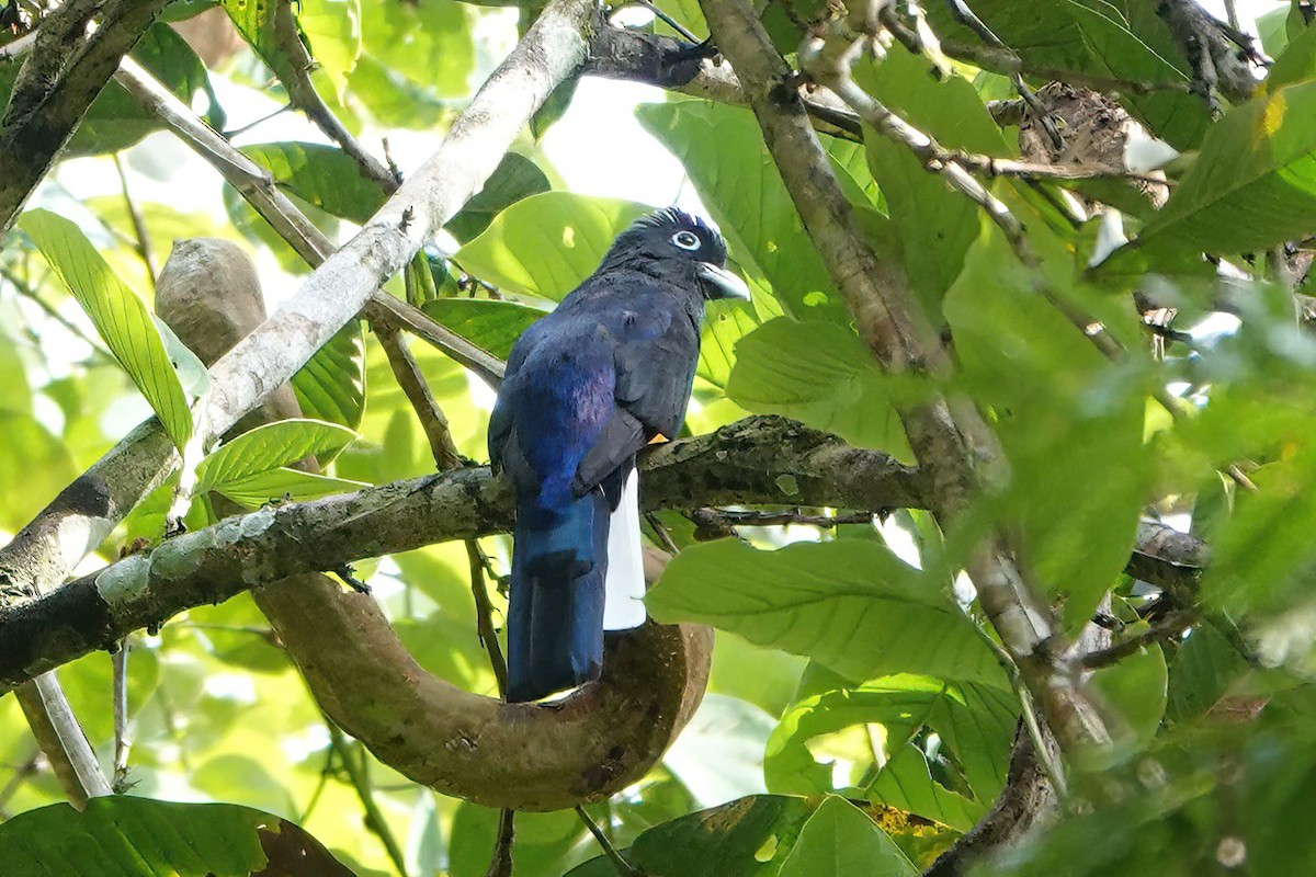 White-tailed Trogon - ML608485014