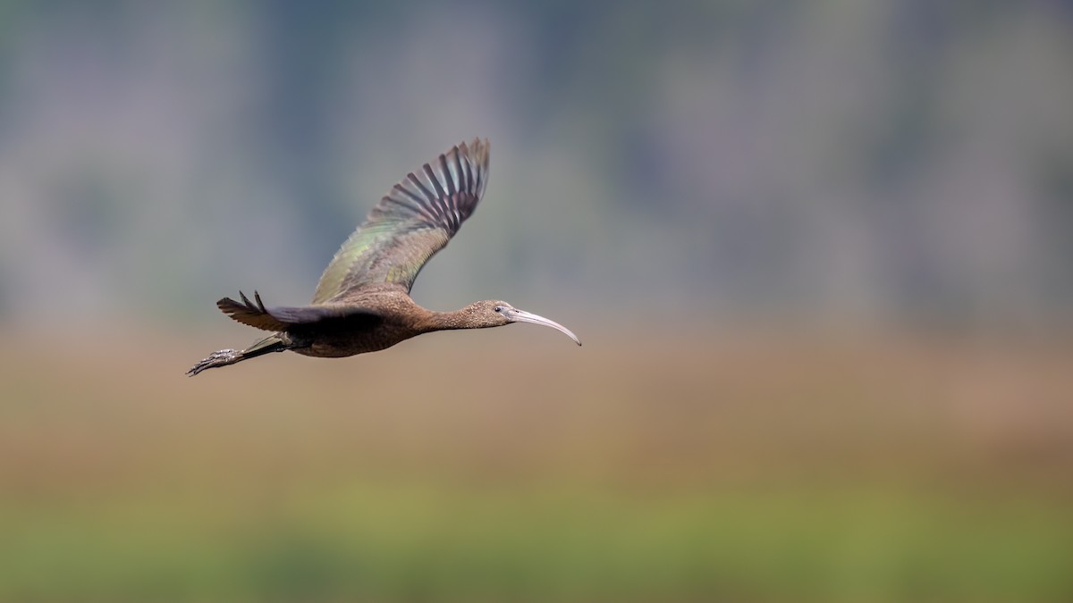 ibis hnědý - ML608485027