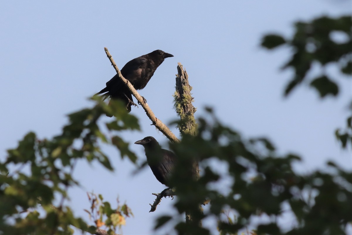 American Crow - Margaret Viens