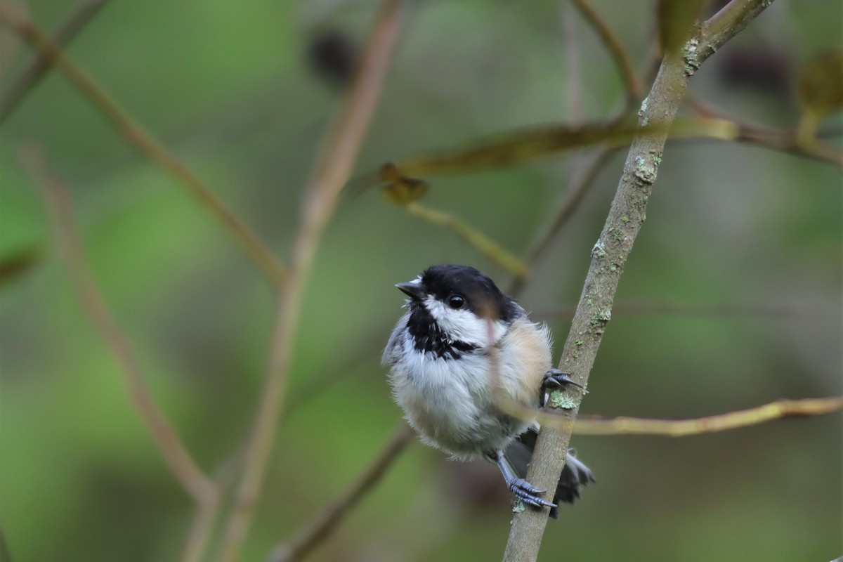 Black-capped Chickadee - Margaret Viens