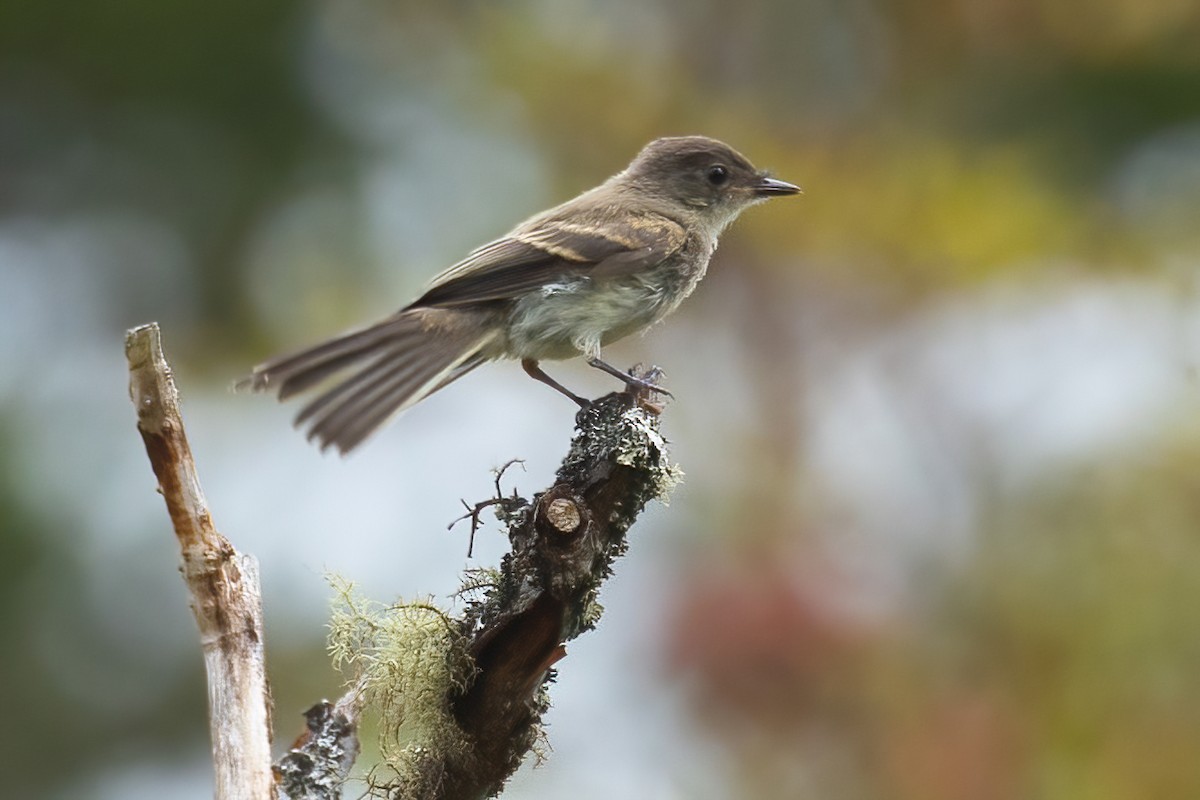 Eastern Phoebe - Mitch (Michel) Doucet