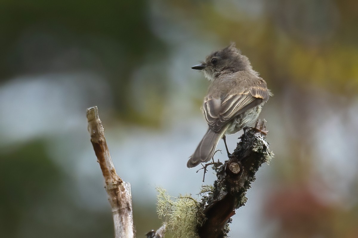 Eastern Phoebe - Mitch (Michel) Doucet