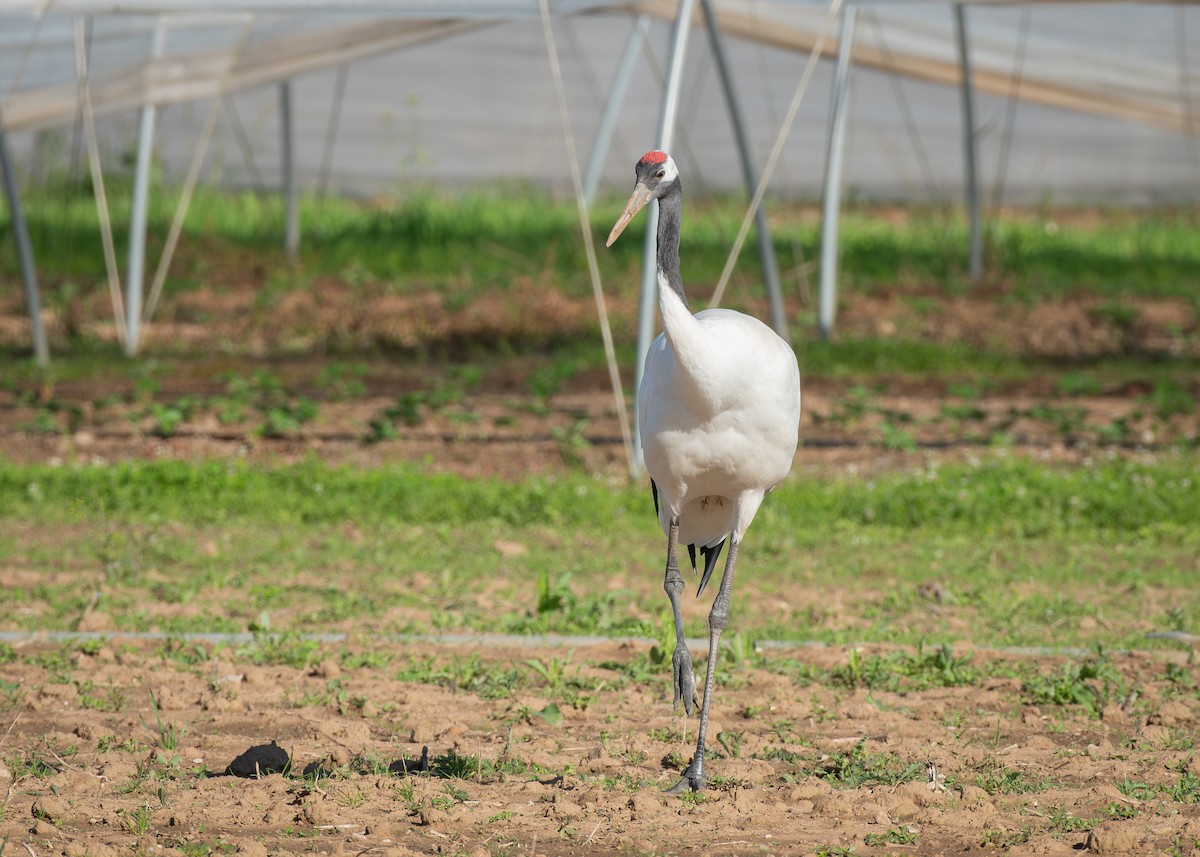 Red-crowned Crane - ML608485062