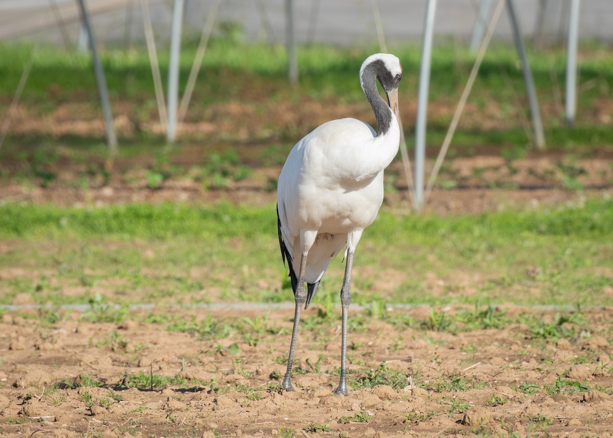 Red-crowned Crane - ML608485063