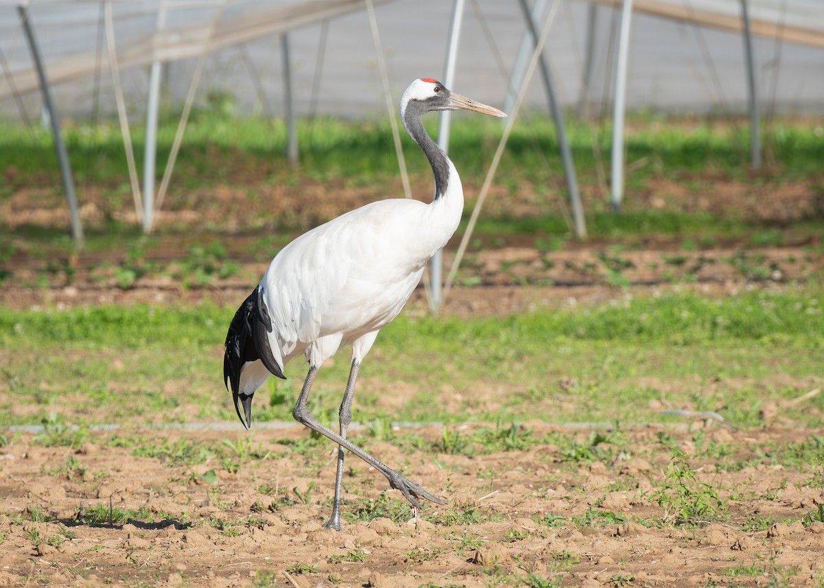 Red-crowned Crane - ML608485064
