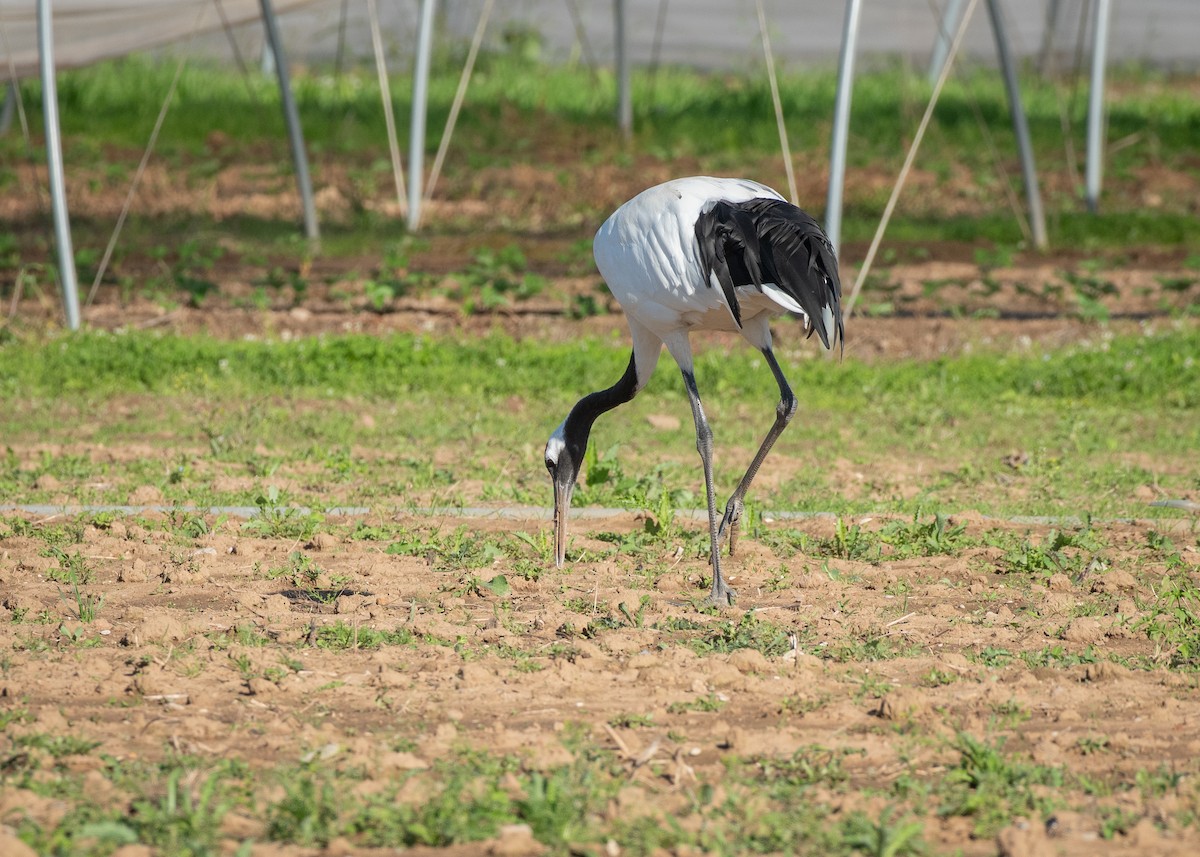 Red-crowned Crane - ML608485065