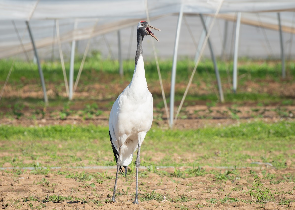 Red-crowned Crane - ML608485066