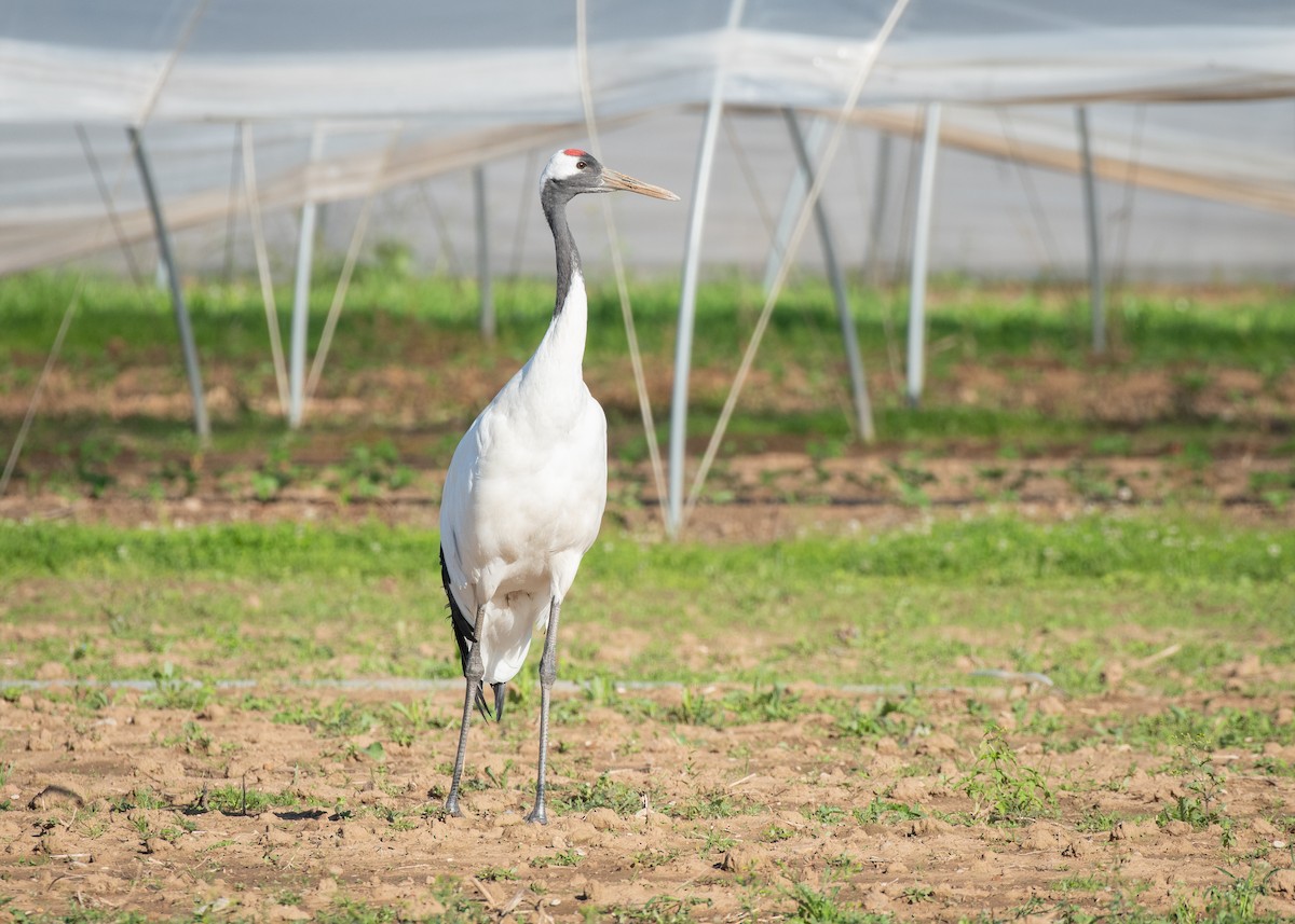 Red-crowned Crane - ML608485070
