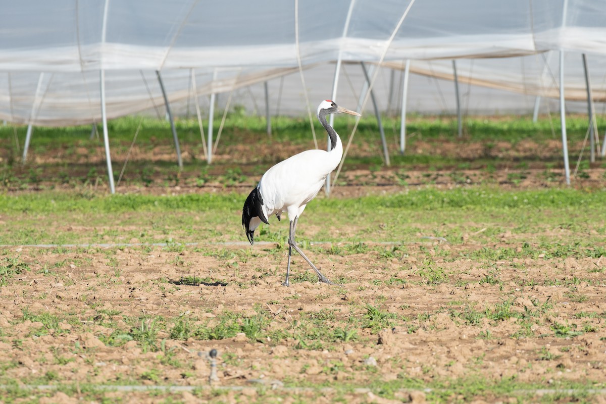 Red-crowned Crane - ML608485071