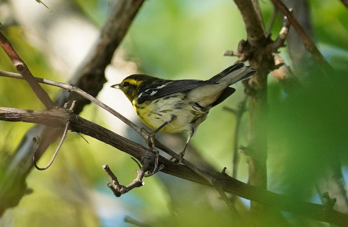 Blackburnian Warbler - ML608485102