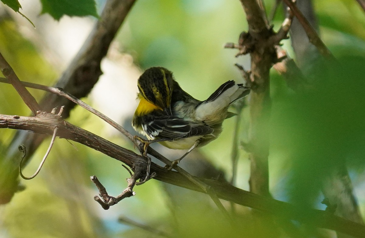 Blackburnian Warbler - Dennis Mersky