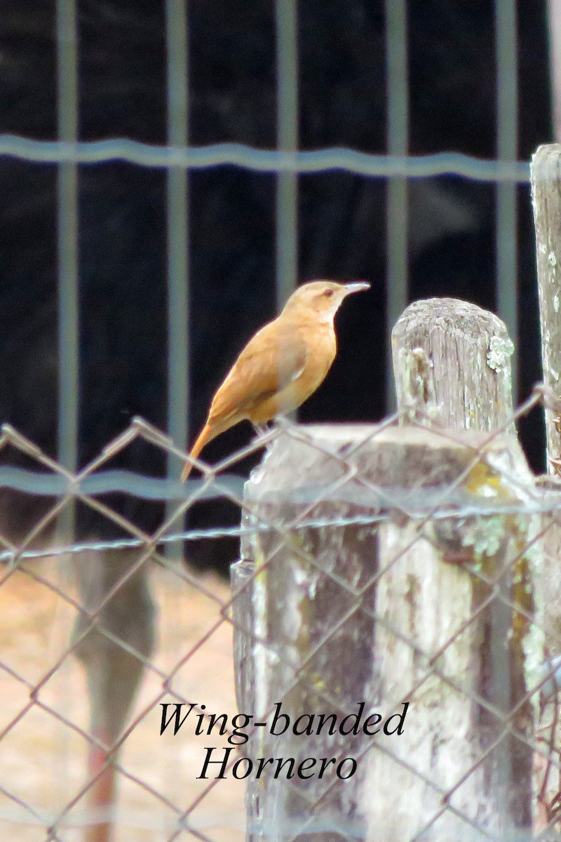 Wing-banded Hornero - ML608485130