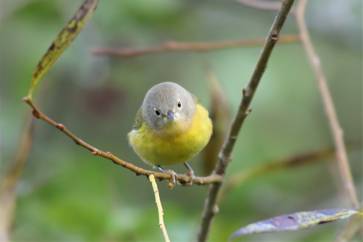 Nashville Warbler - Margaret Viens