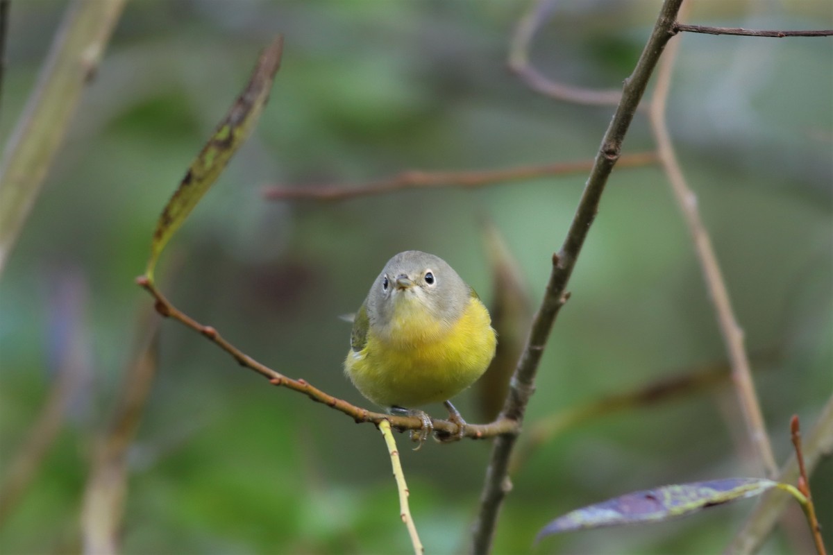 Nashville Warbler - Margaret Viens