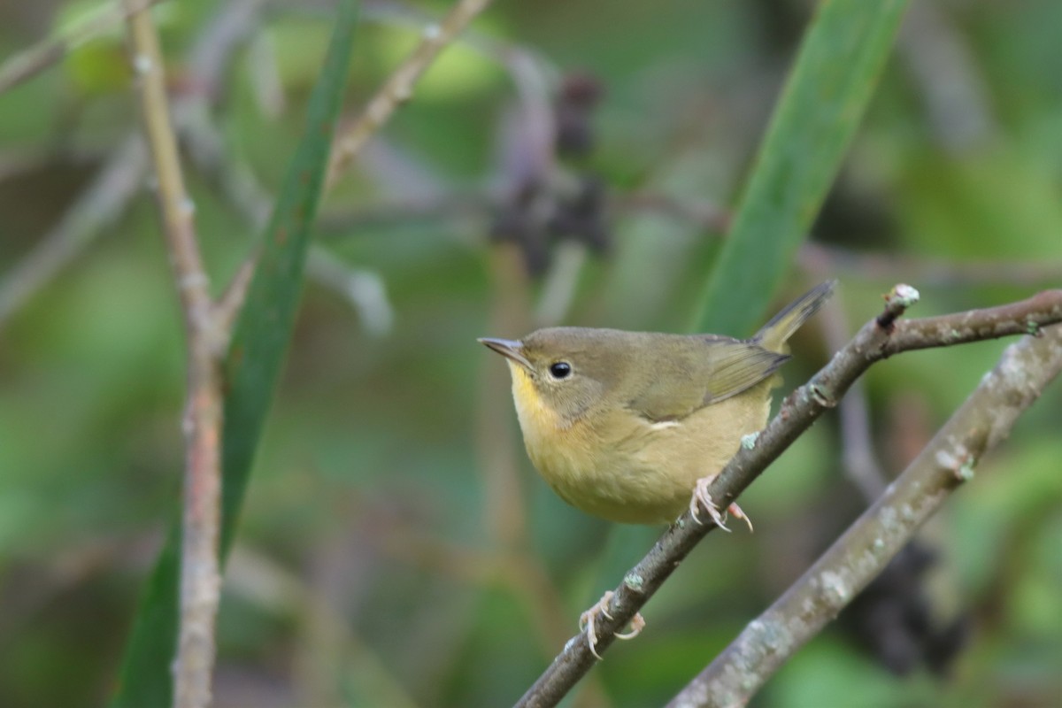 Common Yellowthroat - Margaret Viens