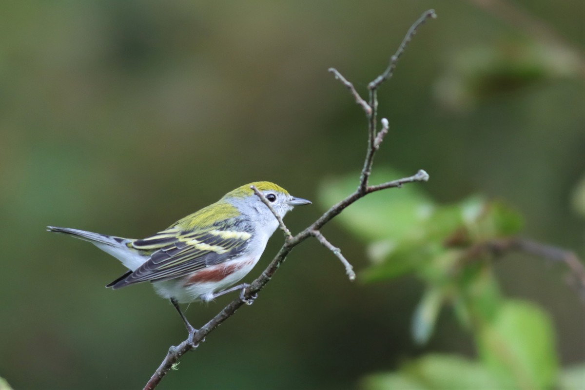 Chestnut-sided Warbler - Margaret Viens