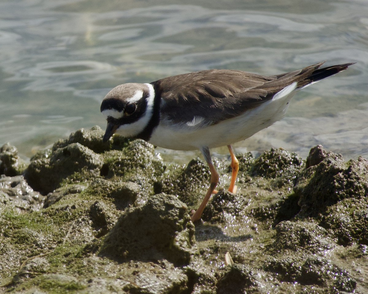 Common Ringed Plover - Stephen Baines