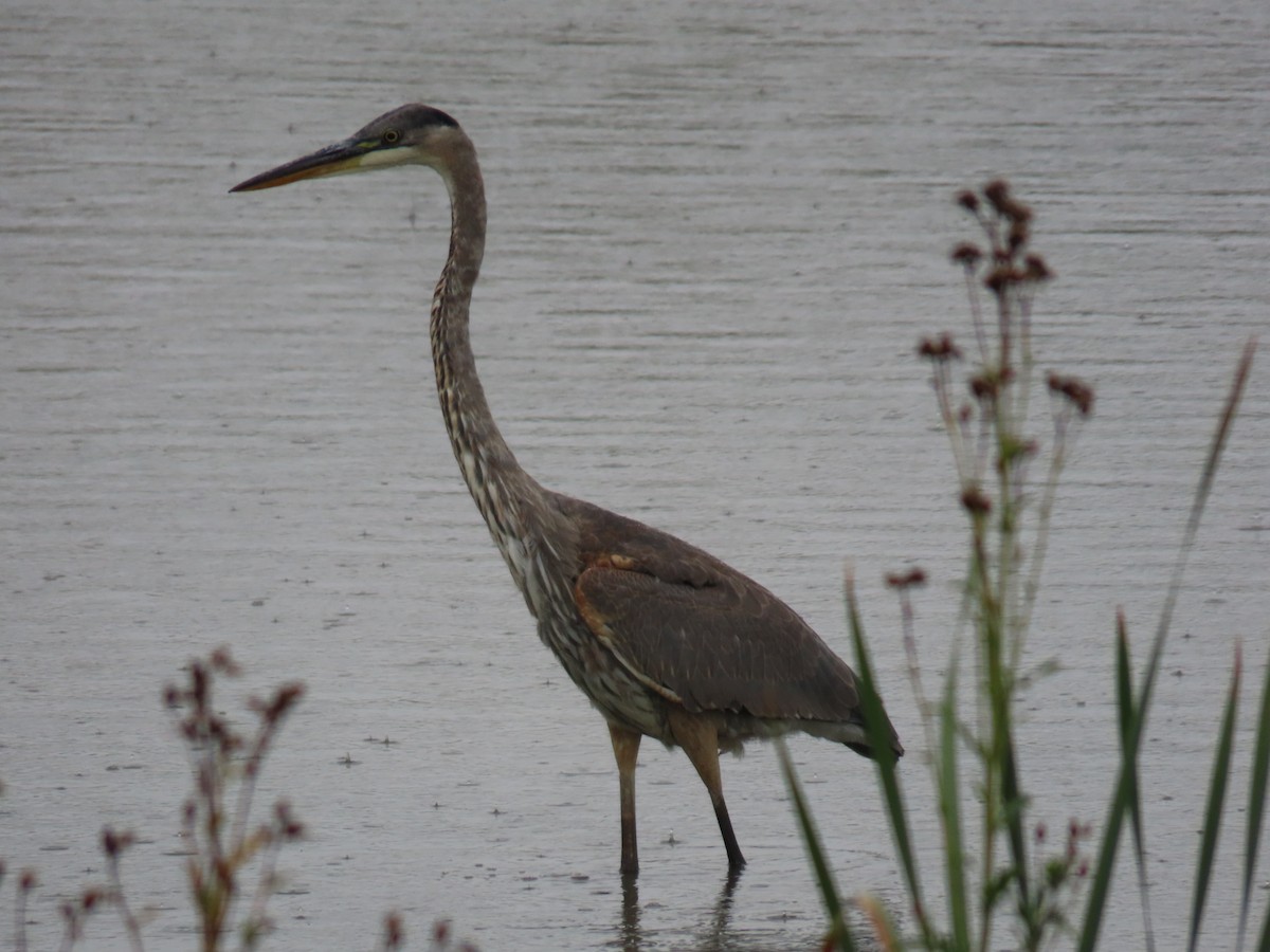 Great Blue Heron - John Parker