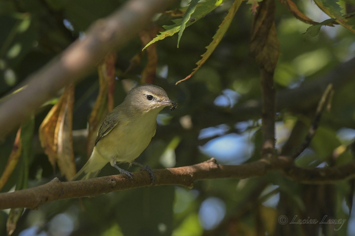 Warbling Vireo - ML608485360