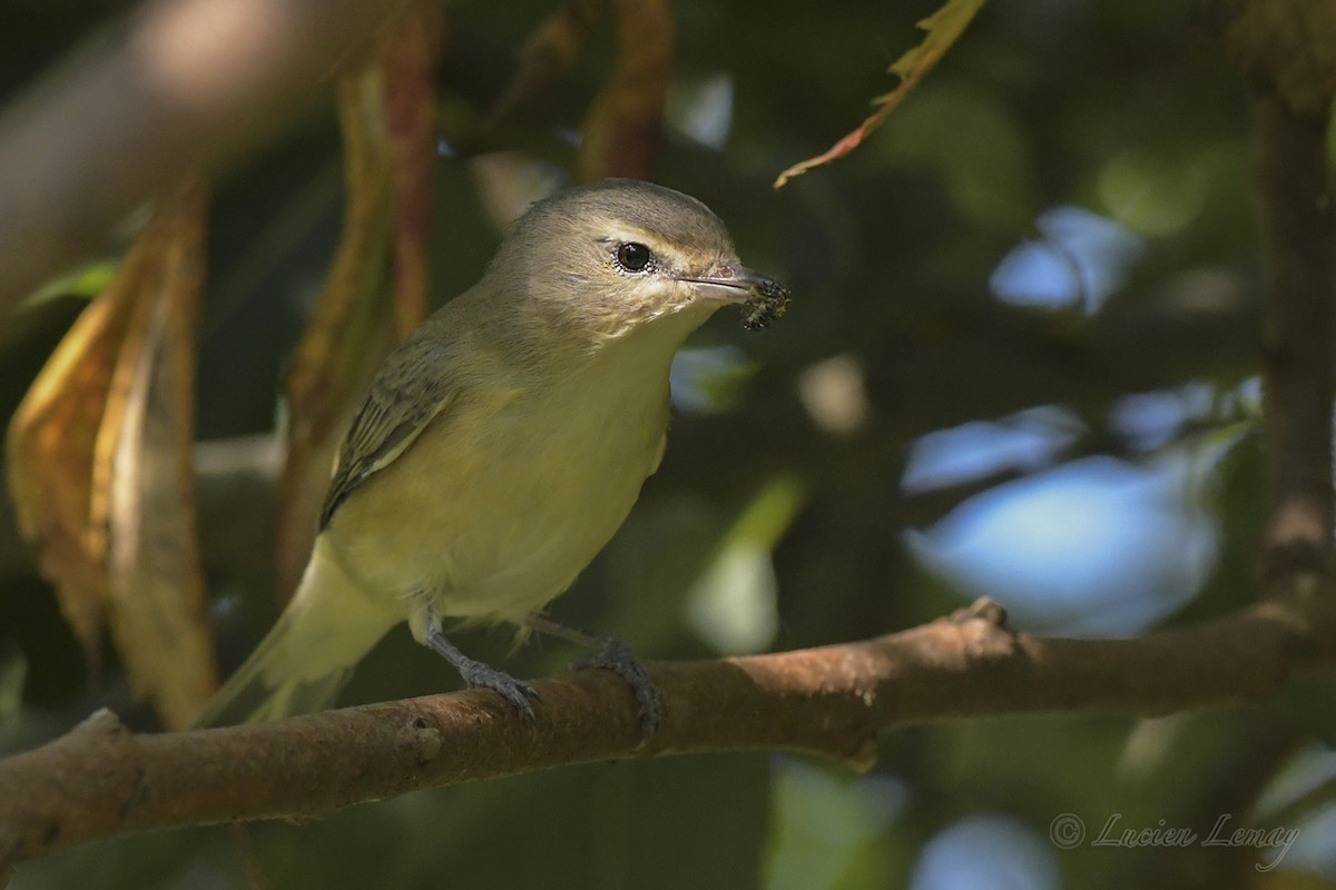 Warbling Vireo - ML608485366