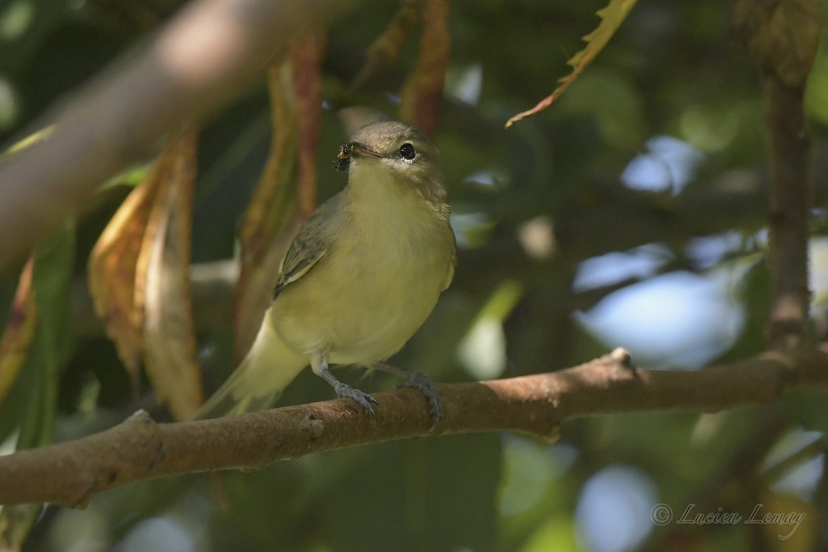 Warbling Vireo - ML608485371