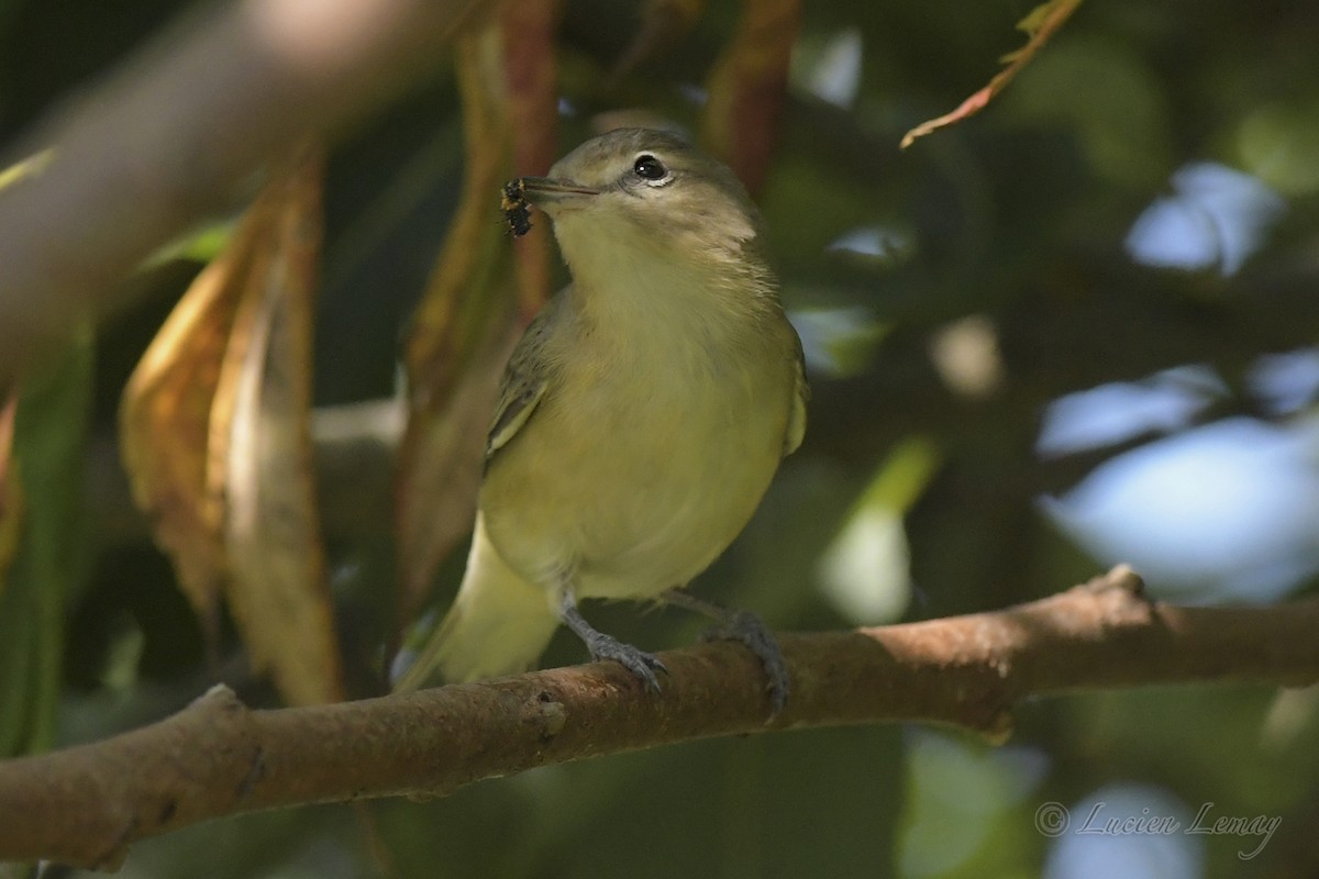 Warbling Vireo - ML608485380