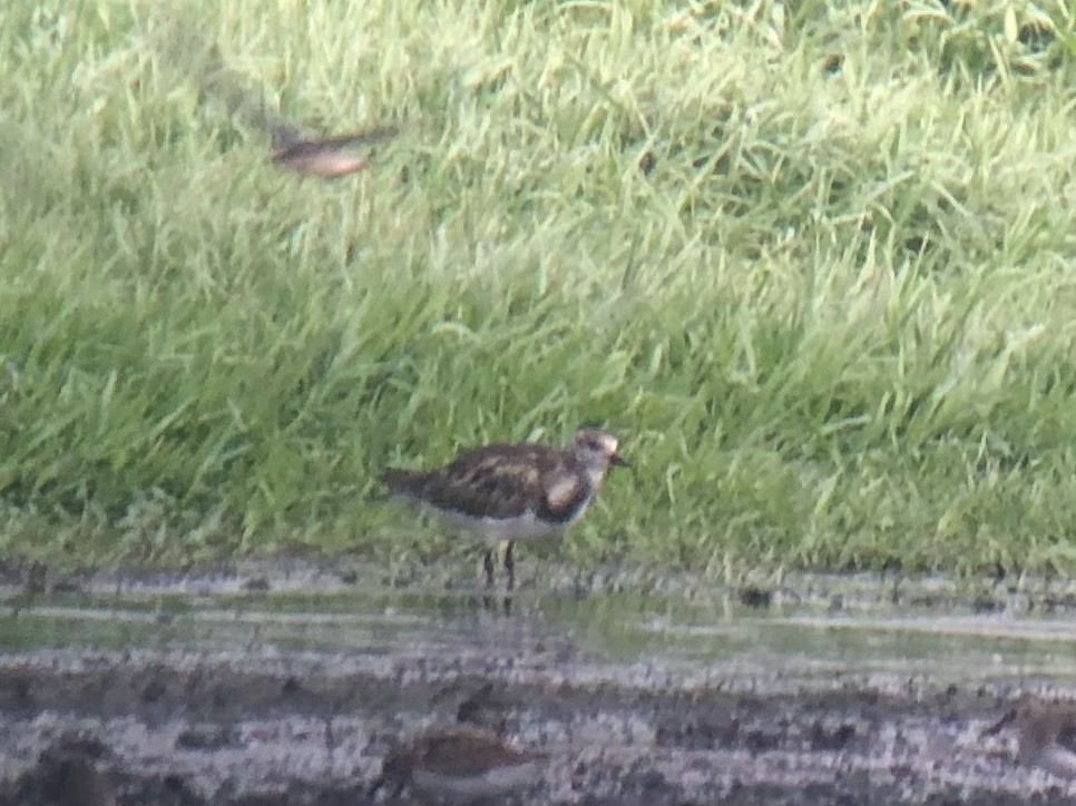 Ruddy Turnstone - ML608485422