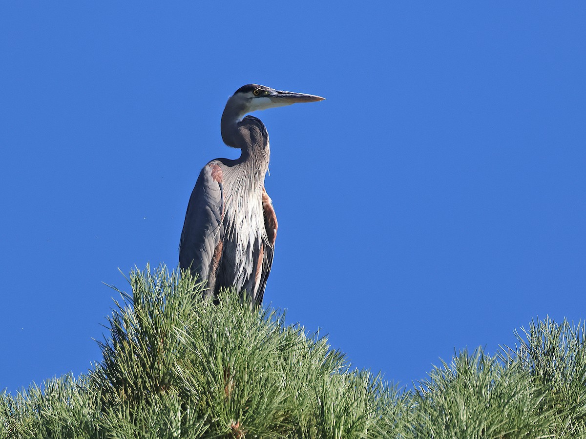 Great Blue Heron - ML608485481