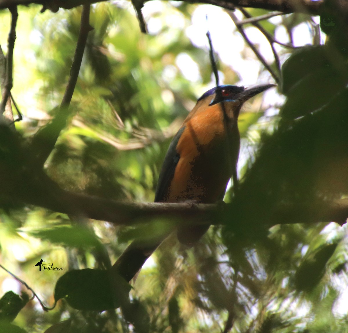 Amazonian Motmot - ML608485518