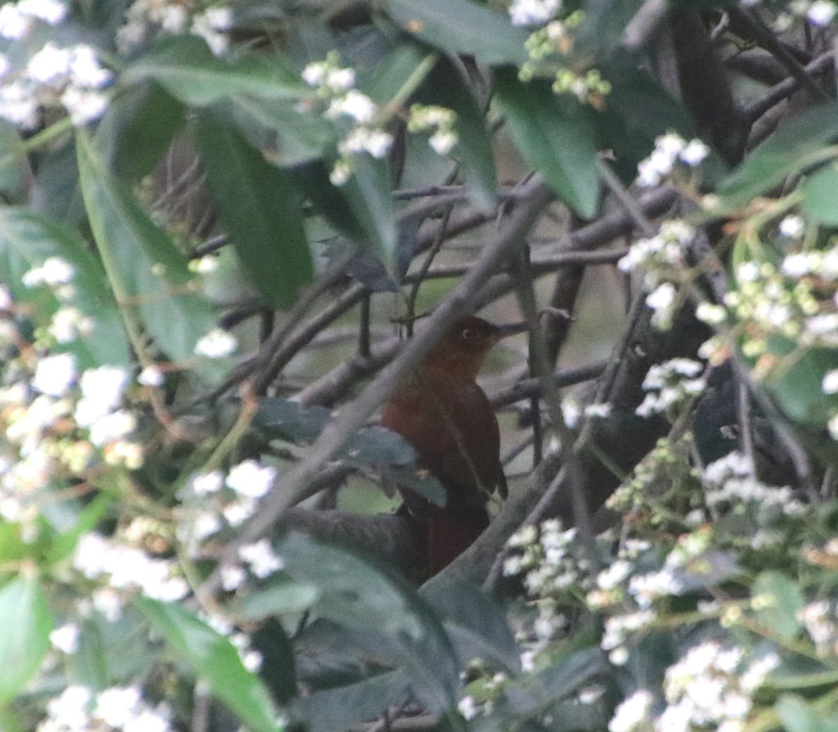 Chestnut-capped Foliage-gleaner - ML608485520
