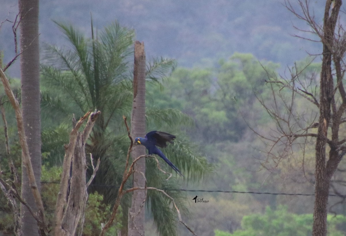 Hyacinth Macaw - ML608485560