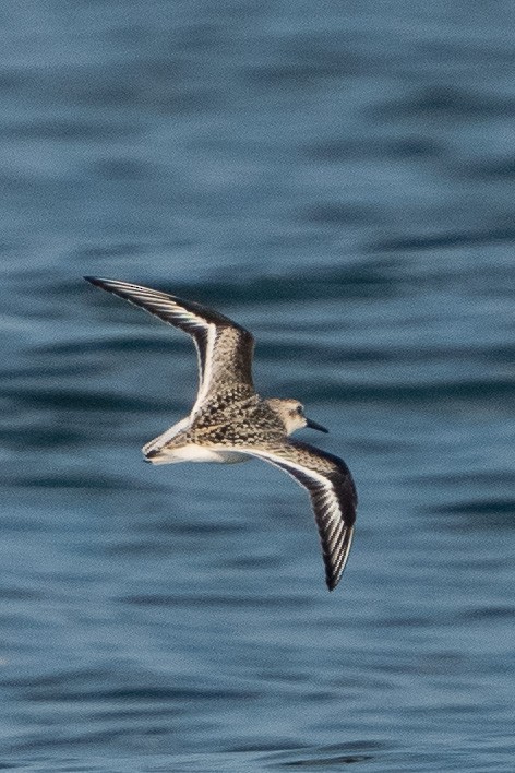 Bécasseau sanderling - ML608485571