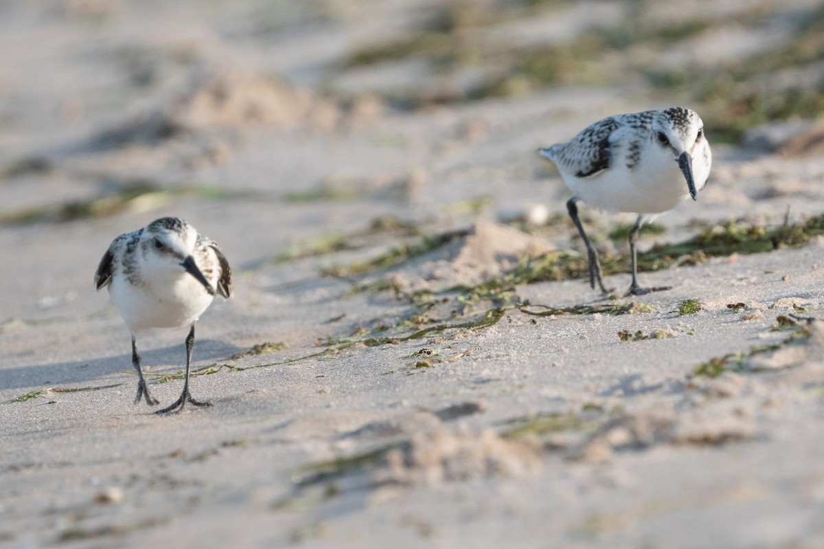 Bécasseau sanderling - ML608485577