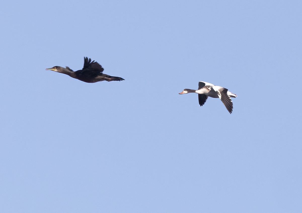 Common Shelduck - ML608485628