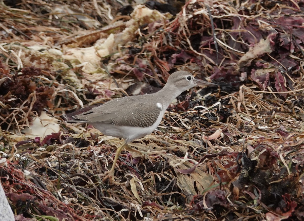 Spotted Sandpiper - ML608485881