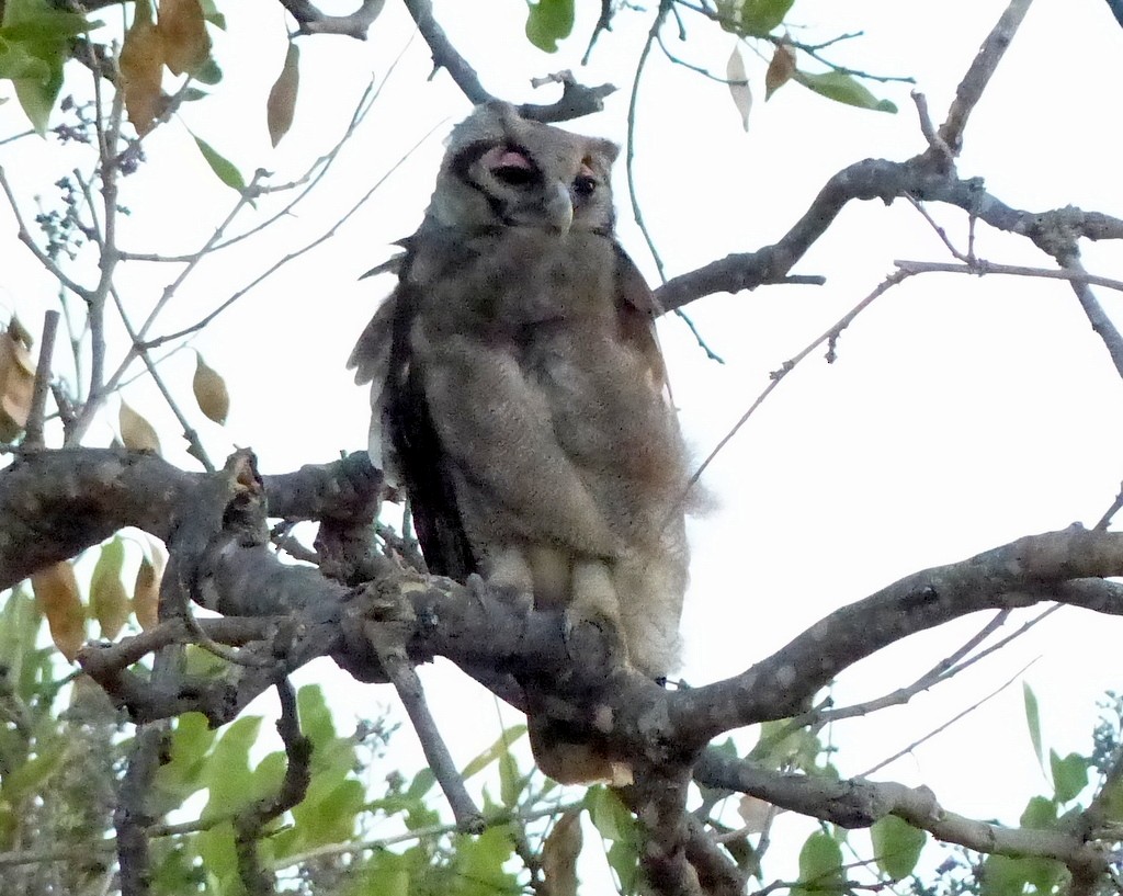 Verreaux's Eagle-Owl - ML608485890