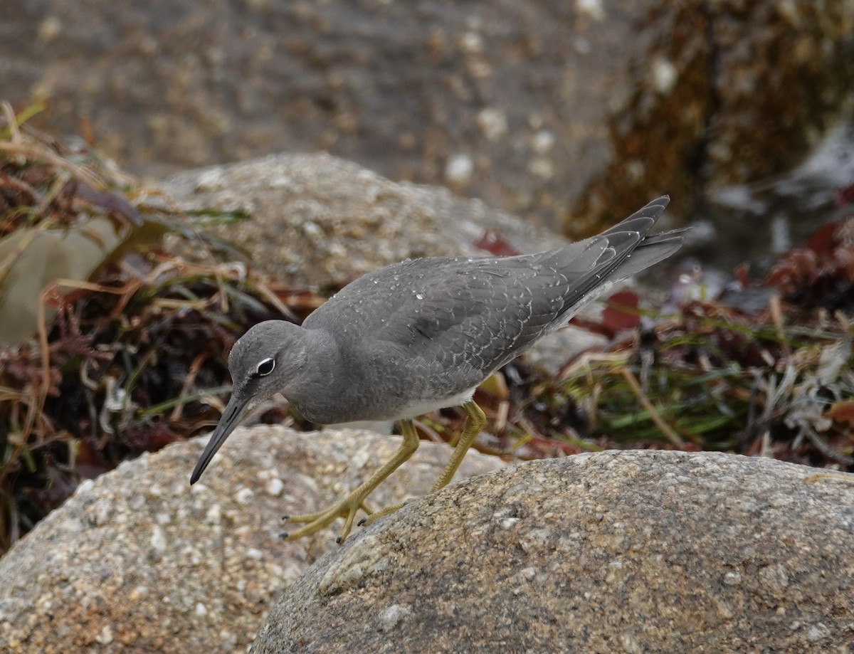 Wandering Tattler - ML608485895