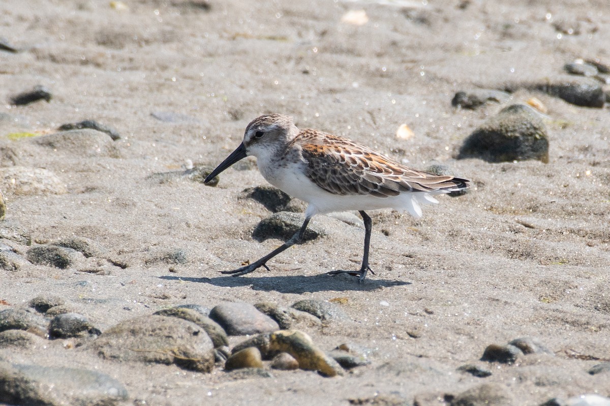 Western Sandpiper - ML608485961